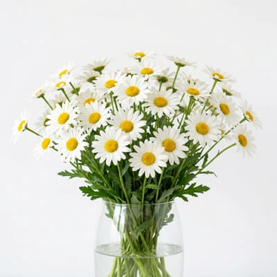 13. Daisies